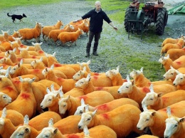 Британские фермеры красят овец в оранжевый цвет - от отчаяния