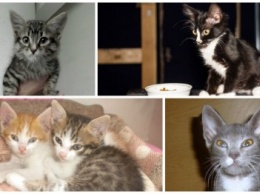 Их выбросили на улицу: 5 котят, которые ищут свой дом в Запорожье (ФОТО)