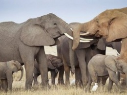 В Африке продолжают исчезать слоны: за 10 лет популяция сократилась на 111 тысяч особей