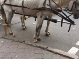 В центре Одессы снова заметили измученных голодом лошадей (ФОТО)