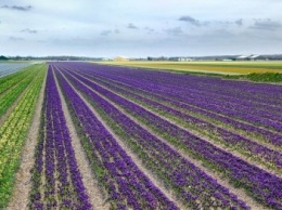 На юге Украины появилось первое поле шафрана