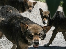 Озверевшие от голода собаки нападают на домашних животных бердянцев