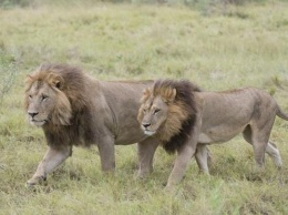 В Ботсване обнаружили пять львиц-"лесбиянок"