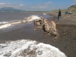 На берег Сахалина выбросило огромное волосатое существо
