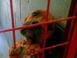 Фото этой печальной собаки разлетелось по Интернету, и всего за несколько дней ее жизнь изменилась навсегда
