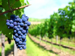 В США применят темный виноград для лечения кариеса