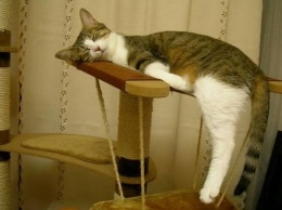 Сеть покорила подборка уморительных фото котов из серии: сплю где хочу (ФОТО)