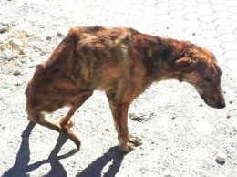 Во время отдыха женщина нашла пса с перебитой спиной. Сложно поверить, что она решила с ним сделать