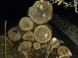 В Житомирской области СБУ предотвратила нелегальный вывоз вековых дубов