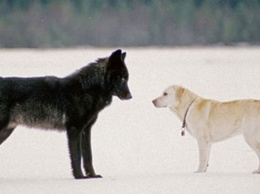 Хозяин с ужасом наблюдал, как волк приближался к его собаке. То, что произошло потом, напоминает сюжет кинофильма