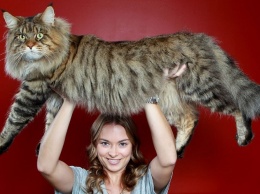 В Украинском доме состоится выставка котов «Битва гигантов»