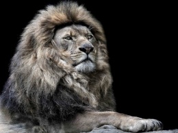 В России ветеринар определил рак у льва через WhatsApp