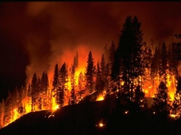 Ученые рассказали об особенностях лесных пожаров