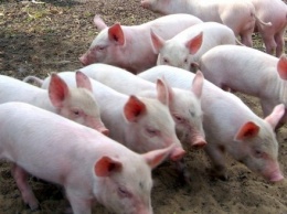 На Полтавщине из-за АЧС утилизировали 36 свиней