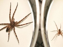 Постсексуальный каннибализм пауков помогает потомству - ученые