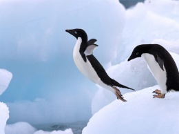 Пингвин - птица, которая не умеет летать