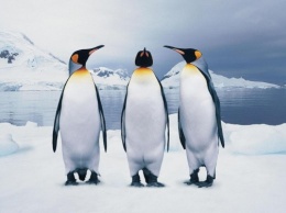 Ученые: Установлена причина, по которой пингвины не могут летать