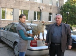 Макеевчанин передал в краеведческий музей чучела животных