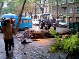 От упавшего в центре Одессы дерева пытаются освободить Жуковского (ФОТО, ВИДЕО)