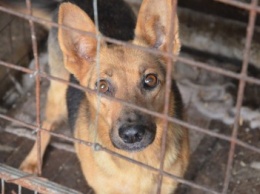 В Мариуполе бездомных собак накормили элитной колбасой (ФОТО+ВИДЕО)