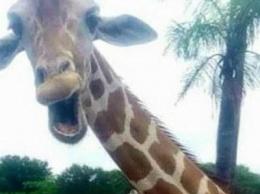 Сеть покорили фото смеющегося жирафа (ФОТО)