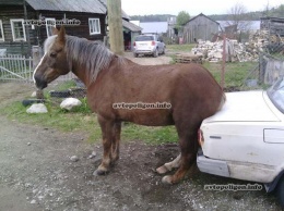 В Карелии появилась лошадь, которая любит сидеть на машине... ФОТО