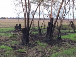 На юге Украины стремительно вырубают леса - отапливать газом становится слишком дорого