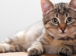 Ученые выяснили, как именно нужно гладить кошек