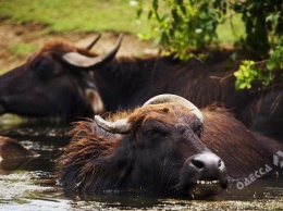 В Одесской области реки будут очищать буйволы из Закарпатья