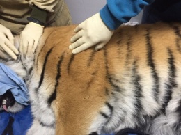 Во Владивостоке поймали тигра, который больше суток гулял по городу