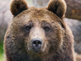 В Новосибирске по детской площадке разгуливал медведь