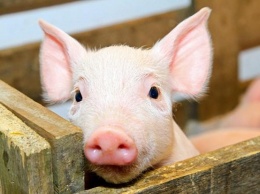 В полтавском селе уничтожили свиней
