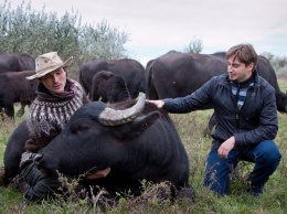 Операция "Буфалло»: как в одесское Придунавье карпатско-индийских буйволов выпускали