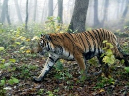 Специалисты назвали причины прихода тигра в города Приморского края