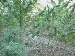 В Бердянске милиция обнаружила две плантации мака и конопли