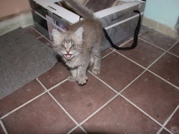 В Киеве ищут дом котенку, которого оставили в метро