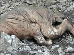 Останки неопознанного животного обнаружены в республике Коста-Рика