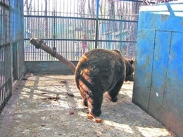 В Днепровском зоопарке медведица оторвала руку маленькому мальчику