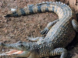Крокодил напал на голую пару в джакузи (видео)