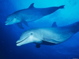 Ученые доказали, что дельфины могут «видеть» звуки