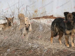 В Бердянске бездомные собаки покусали подростка