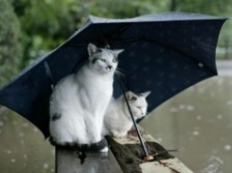 Спасатели предупреждают об ухудшении погоды. Николаевскую область завтра накроют сильные дожди с ветром