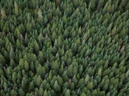 Штрафы за "черную" вырубку леса в Украине могут взлететь в 10 раз
