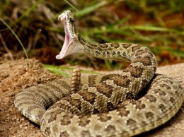 В штате Теннеси пожарного укусила отрубленная голова гремучей змеи