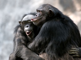 Ученые: Шимпанзе подхалимничают перед альфа-самцами ради секса