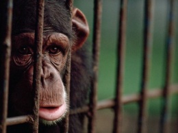 Ученые: Животные в зоопарке живут дольше, чем на воле
