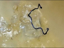 Ученые изучили «Чиккен Макнаггетс» под микроскопом! Знаете, что они обнаружили?
