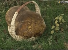 Житель Краснодара нашел отказавшийся фотографироваться гриб