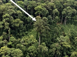 Найдено самое высокое на Земле тропическое дерево