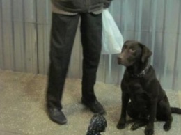 На харьковском вокзале собака пограничников помогла найти наркотики